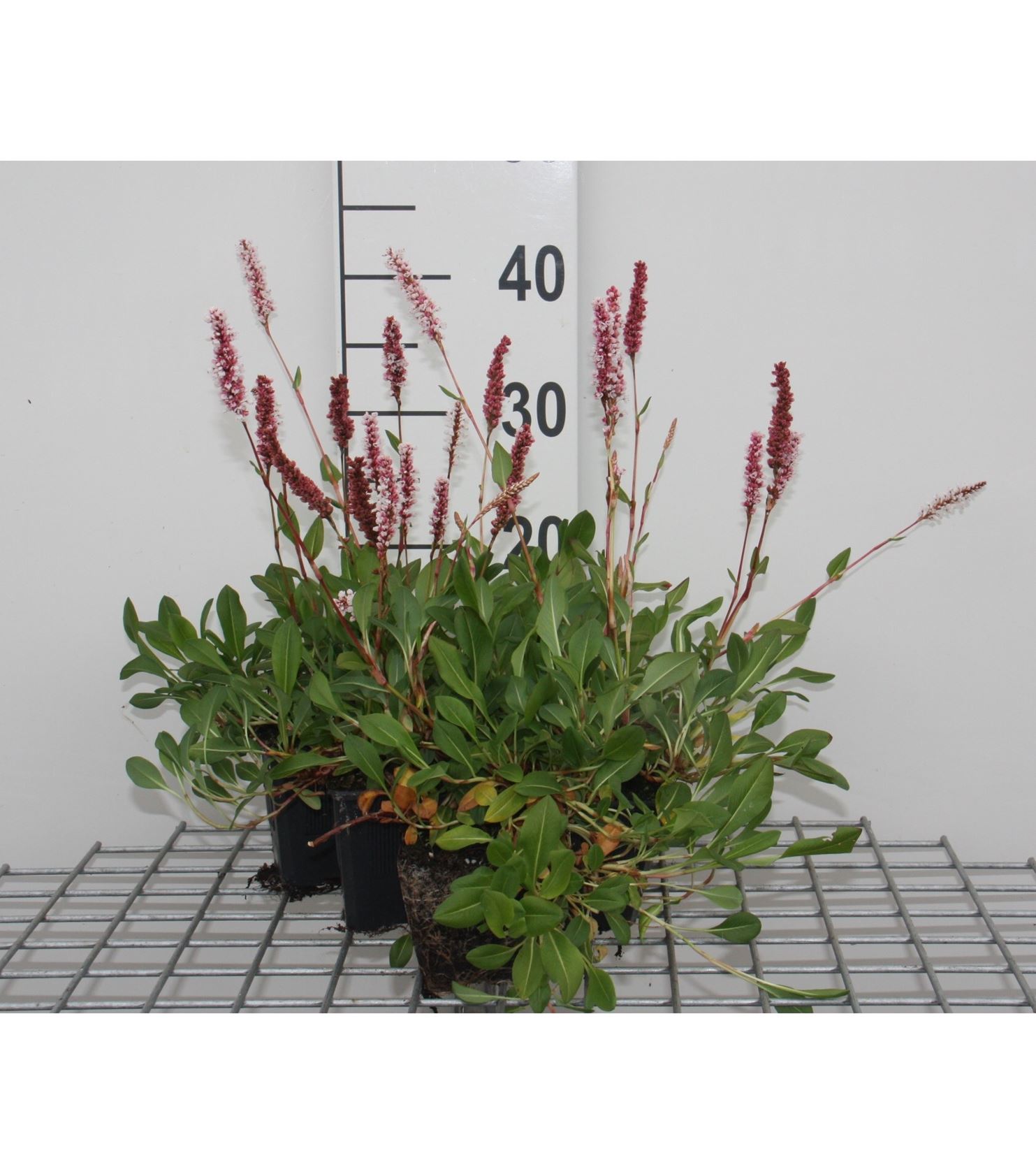 Persicaria affinis 'Darjeeling Red' - pot 9x9 cm