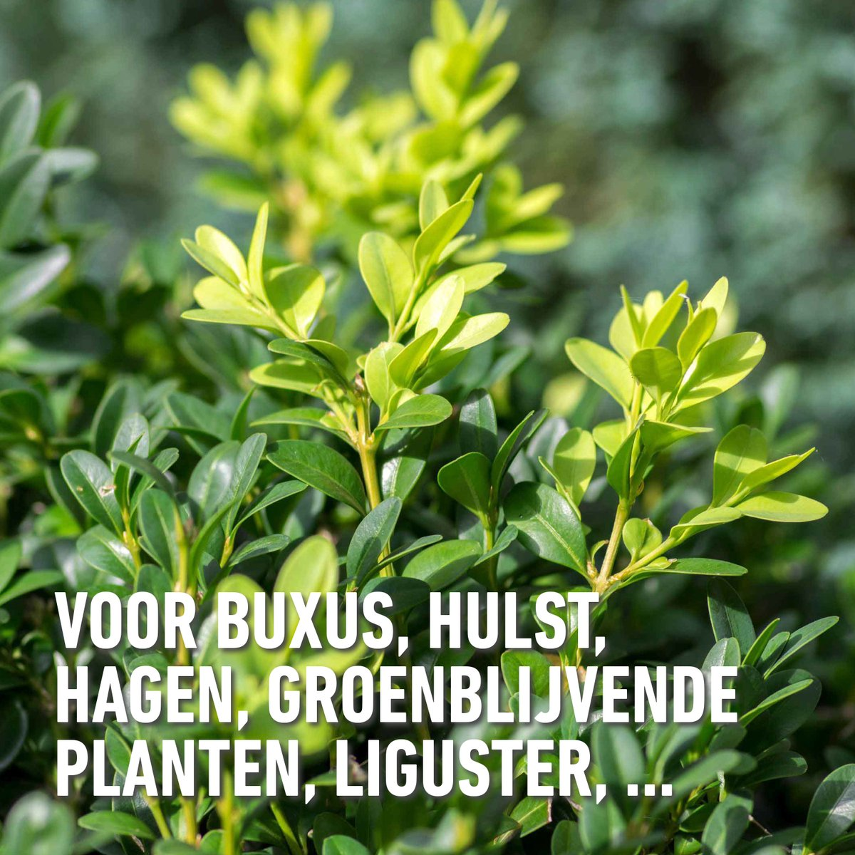 Compo Meststof Buxus & Ilex 2kg - directe en lange werking 6 maanden