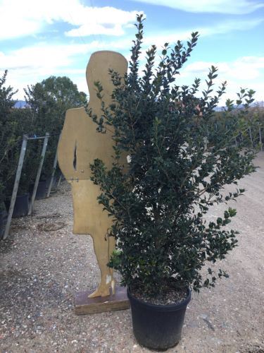 Osmanthus heterophyllus - pot 30L - 150-175 cm - bush