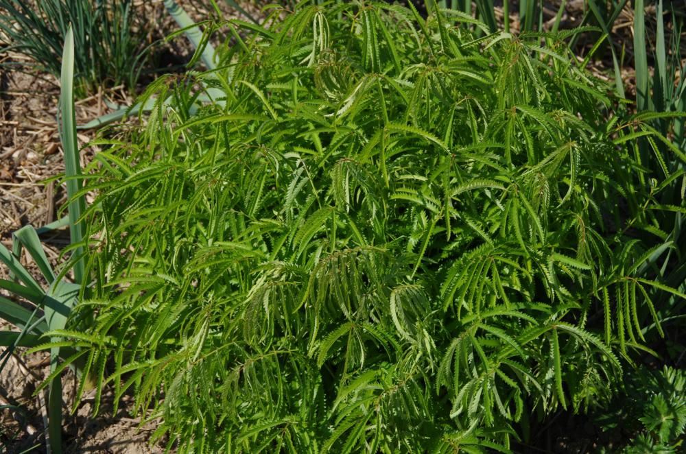 Plantenfiche-Sanguisorba-tenuifolia-Korean-Snow-