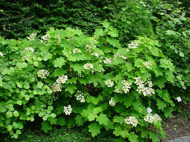 Plantenfiche-Hydrangea-quercifolia