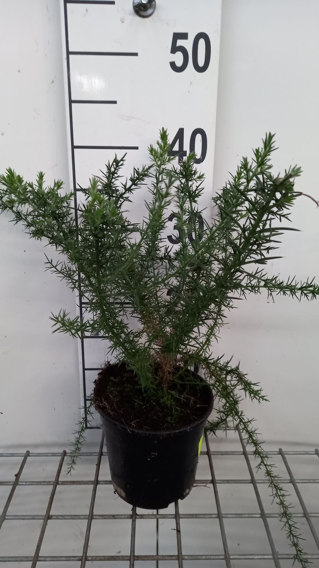 Ulex europaeus - pot - 15-20 cm