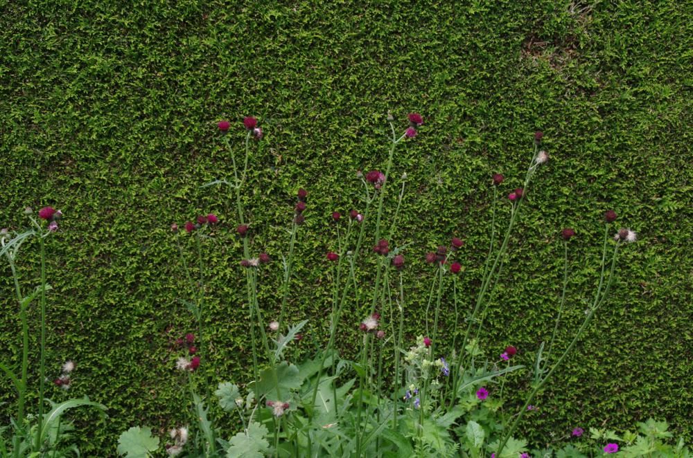 Plantenfiche-Cirsium-rivulare-Atropurpureum-