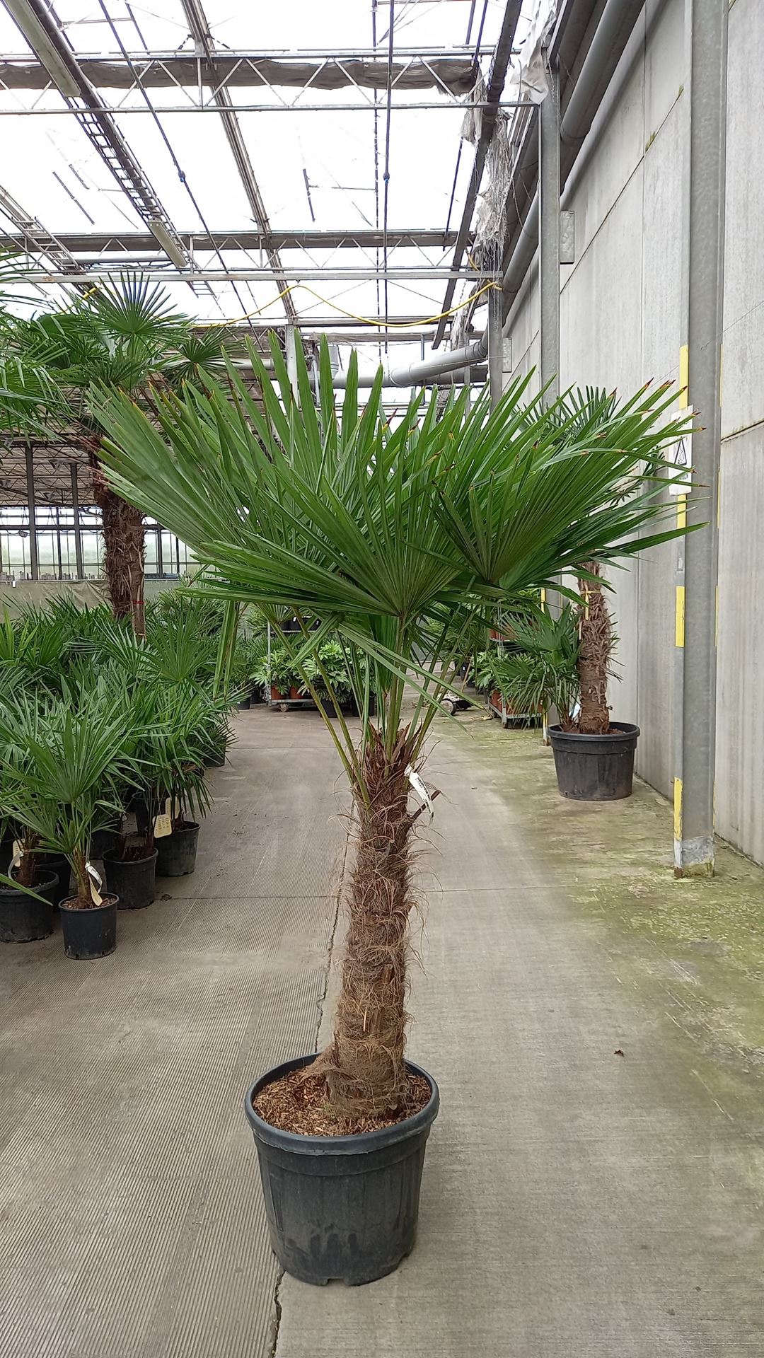 Trachycarpus fortunei - pot 55L - grafted at stem height 60-70 cm