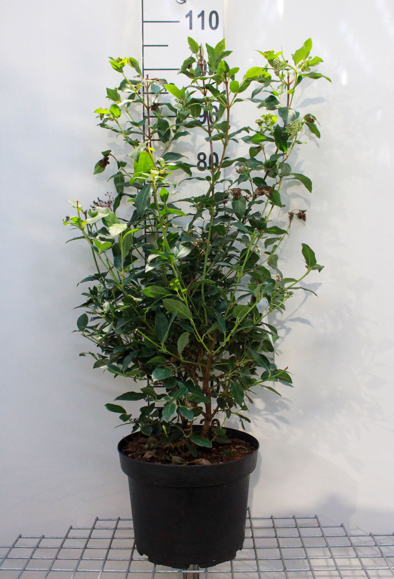 Viburnum tinus - pot - 80-100 cm