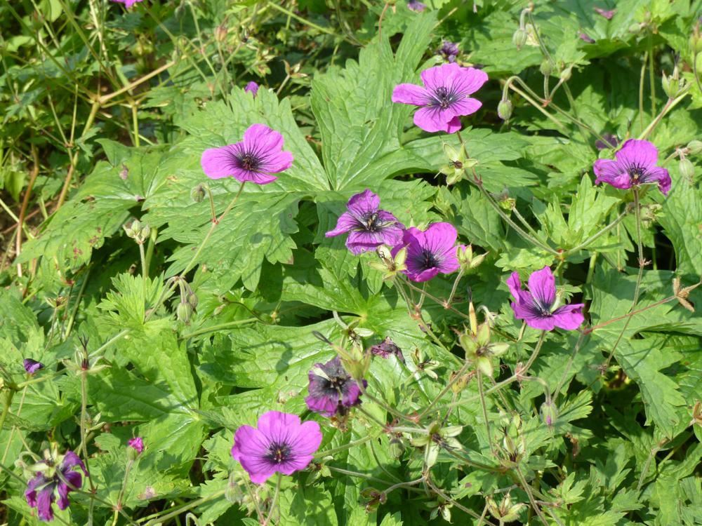 Plantenfiche-Geranium-Brembra-Dragon-Heart-