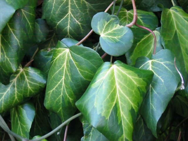 Plantenfiche-Hedera-colchica-Sulphur-Heart-