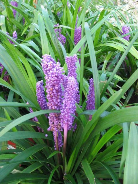 Plantenfiche-Liriope-muscari-Big-Blue-