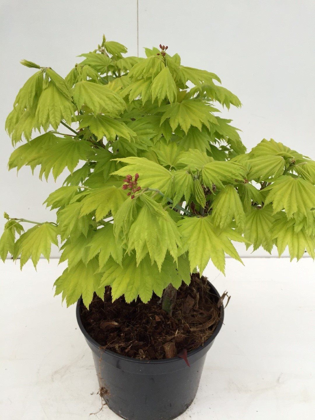 Acer shirasawanum 'Aureum' - pot - 30-40 cm