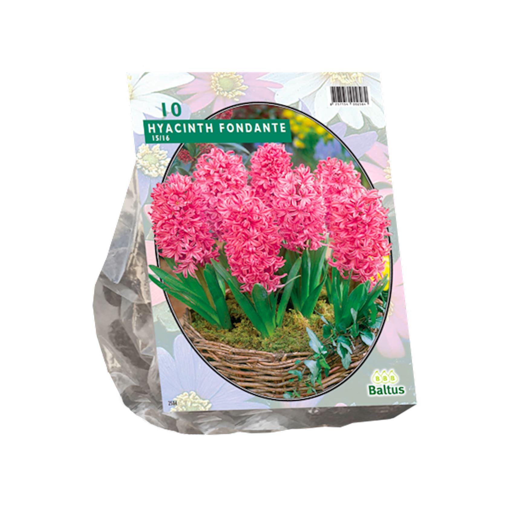 Baltus 'Hyacinth Fondante' fleurs de printemps - 10 bulbes