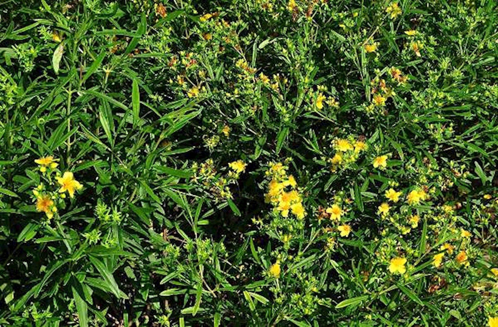 Plantenfiche-Hypericum-x-dummeri-Peter-Dummer-