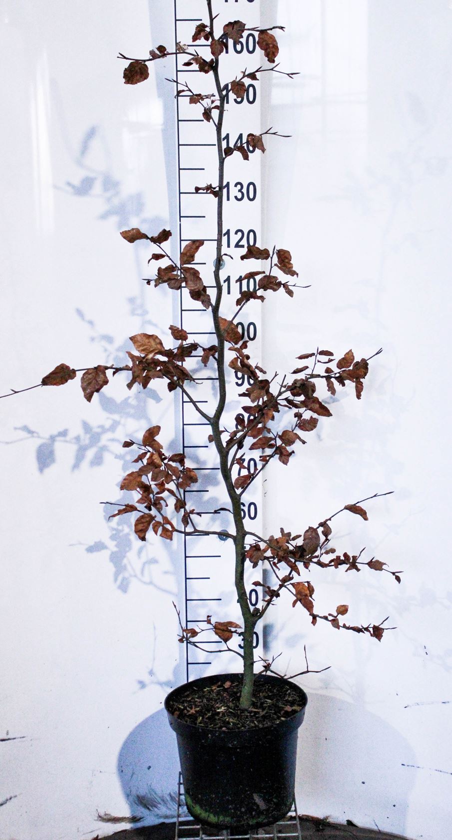 Fagus sylvatica - pot 7,5L - 150-175 cm