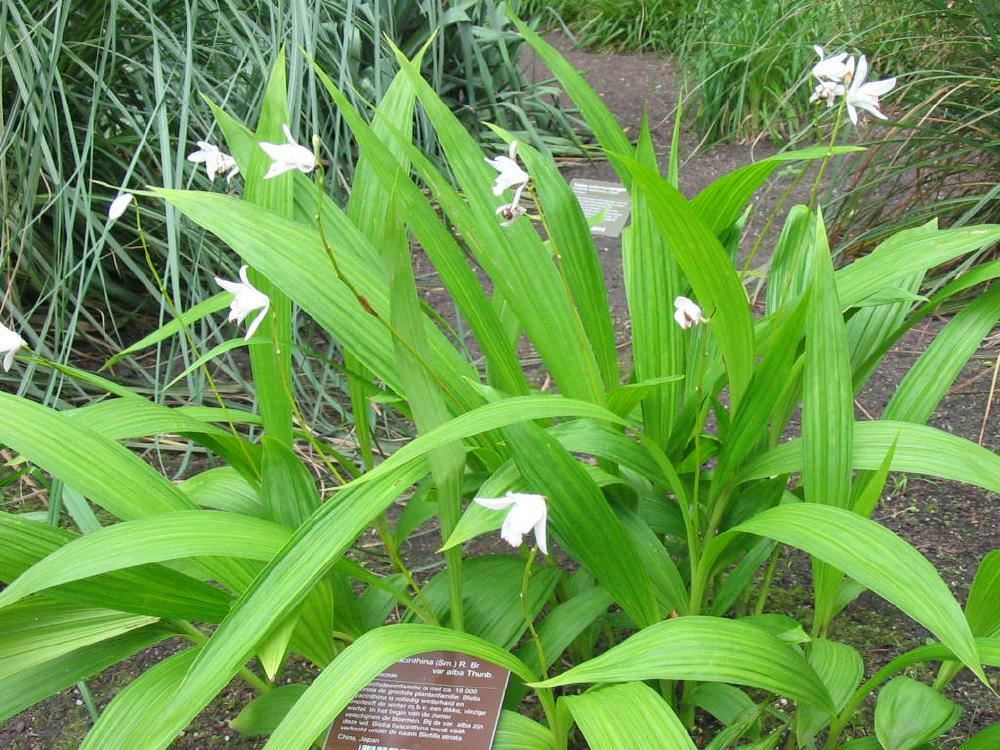 Plantenfiche-Bletilla-striata-Alba-