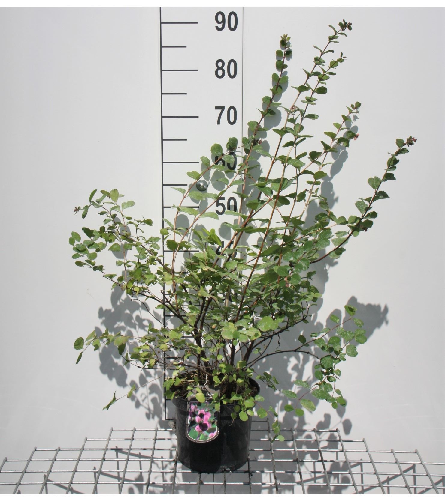 Symphoricarpos x doorenbosii 'White Hedge' - pot - 50-60 cm