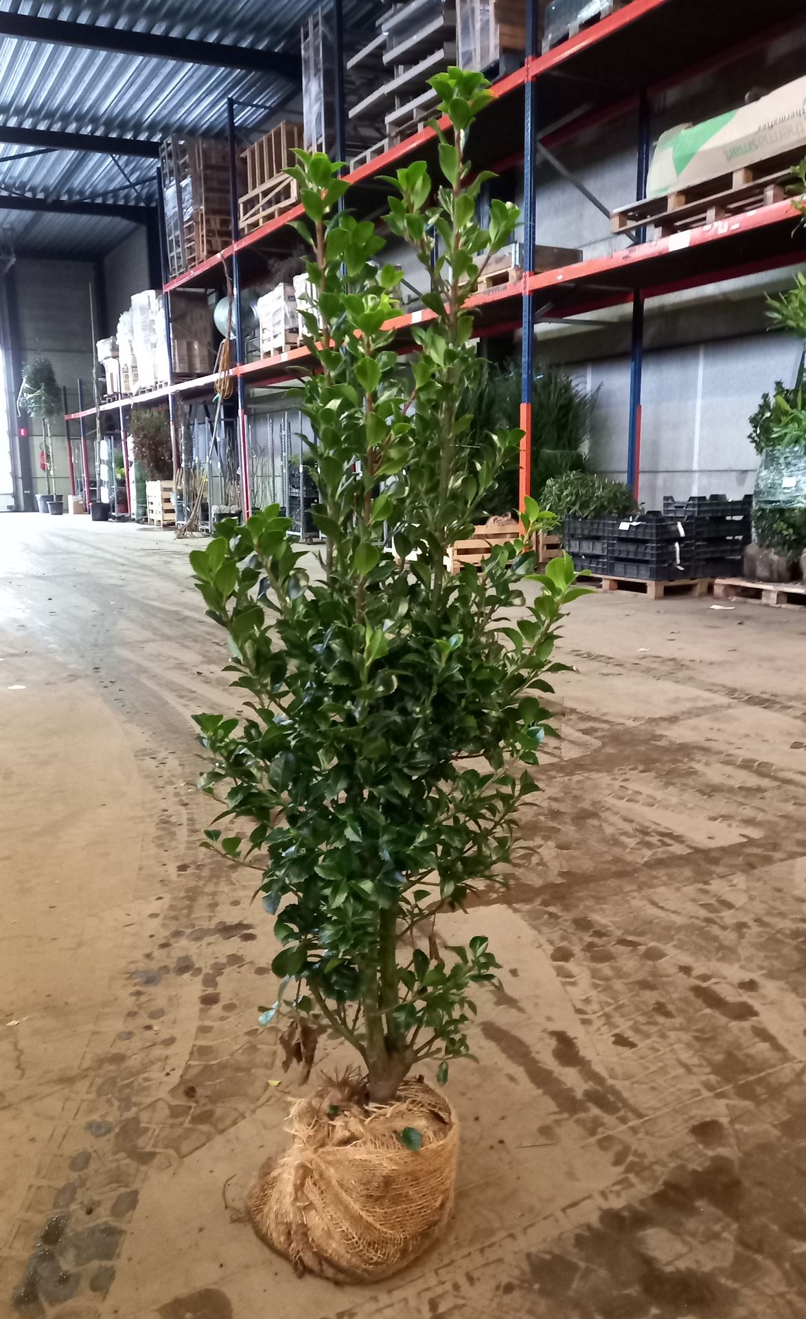Ilex x meserveae 'Hachfee' (Heckenfee) - clod of earth - 100-125 cm