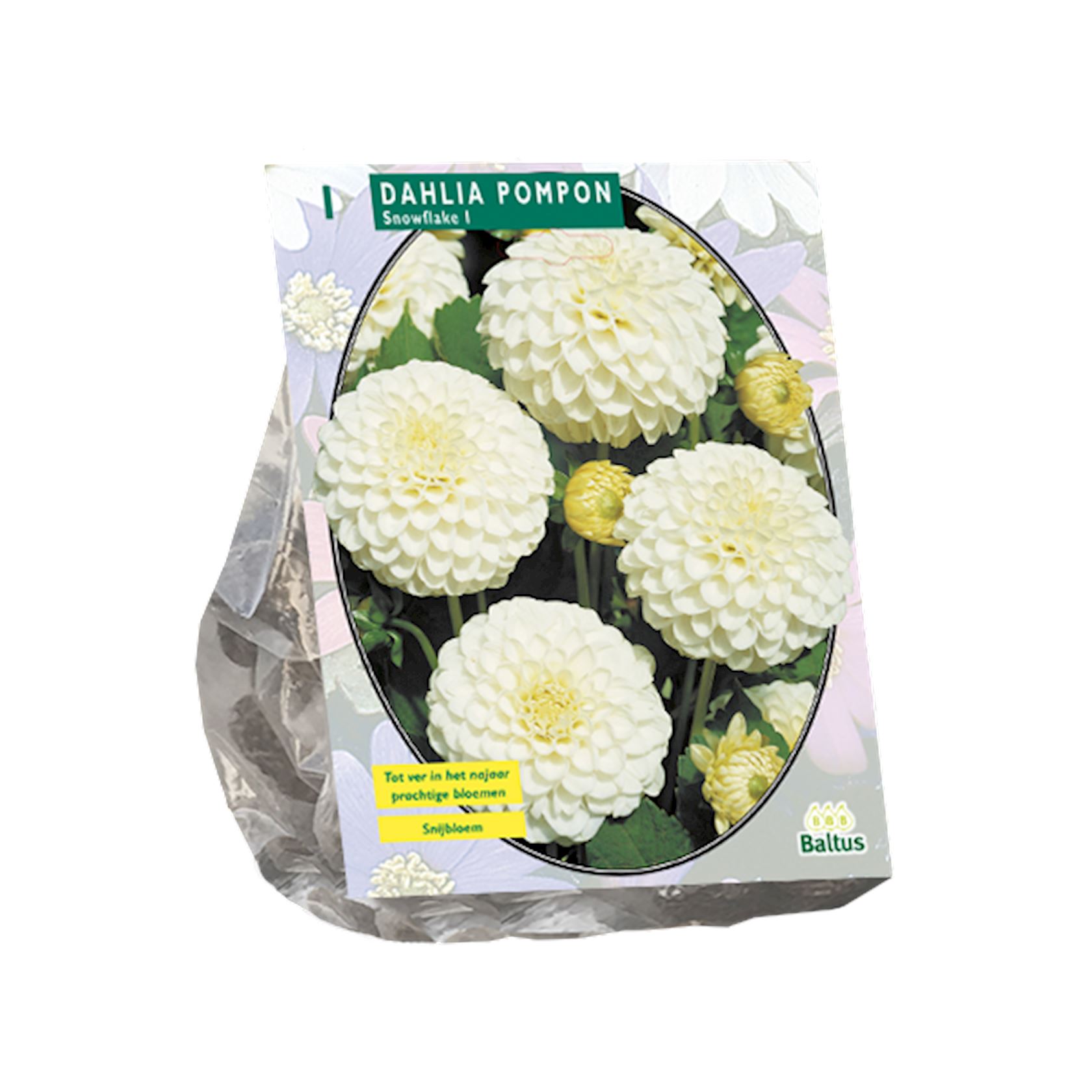 dahlia-pompon-snowflake-per-1