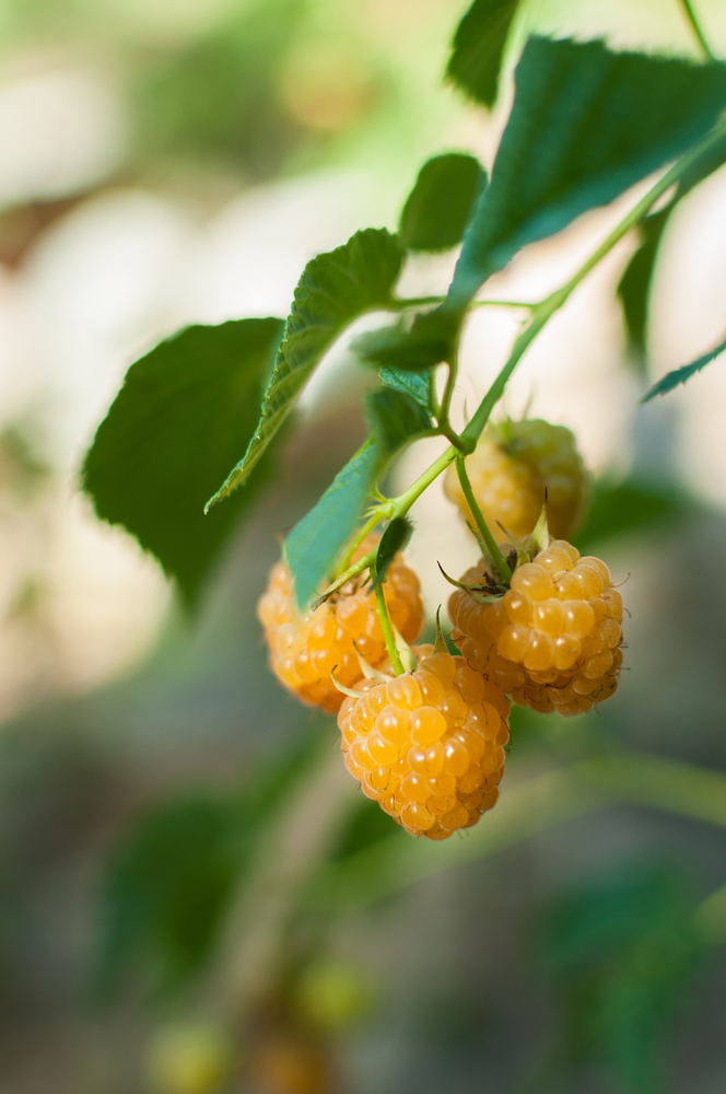 Plantenfiche-Rubus-idaeus-Golden-Everest-Gele-herfstframboos-