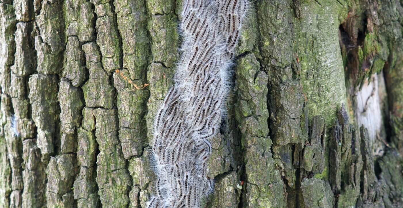 oak processionary caterpillars on tree trunk