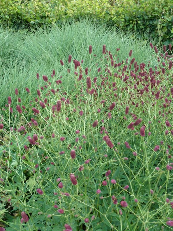 Plantenfiche-Sanguisorba-officinalis-Red-Thunder-