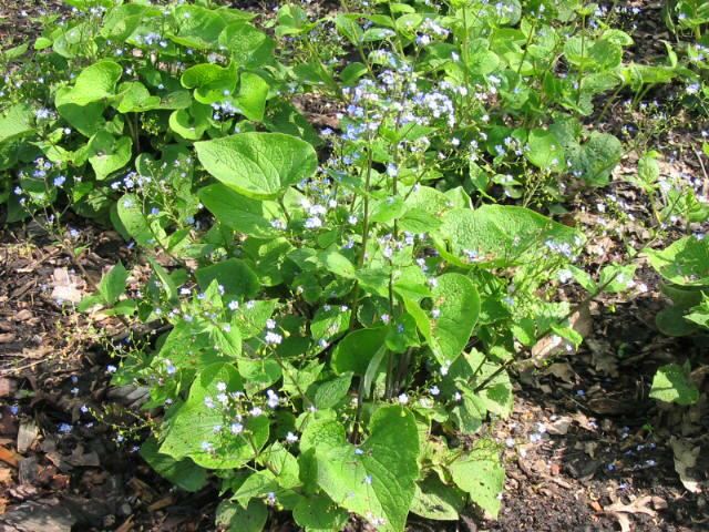 Plantenfiche-Brunnera-macrophylla