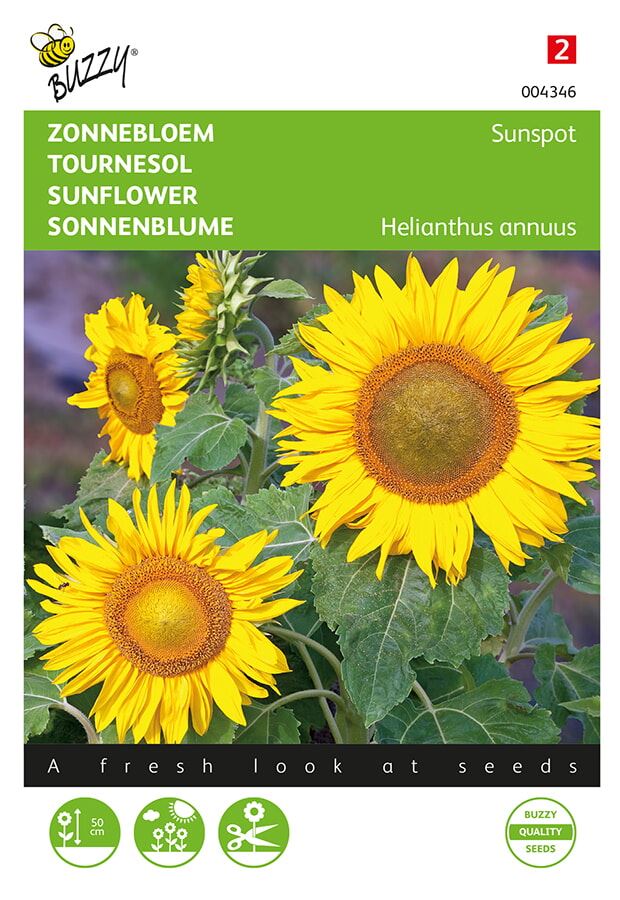 Buzzy-Helianthus-lage-zonnebloem-Sunspot-geel