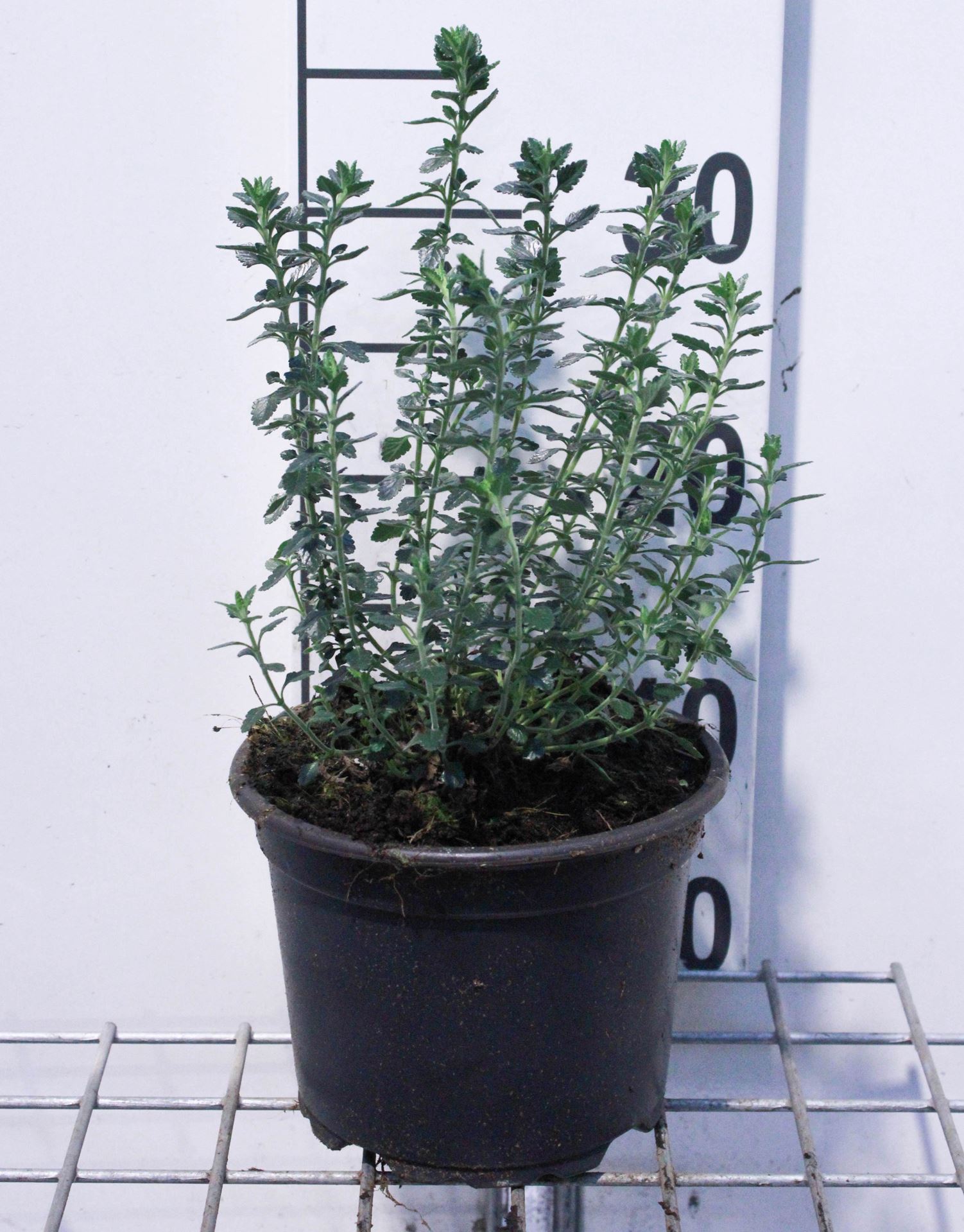 Teucrium x lucidrys - pot 2L