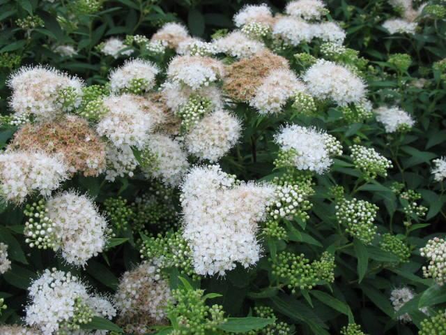 Plantenfiche-Spiraea-japonica-Albiflora-