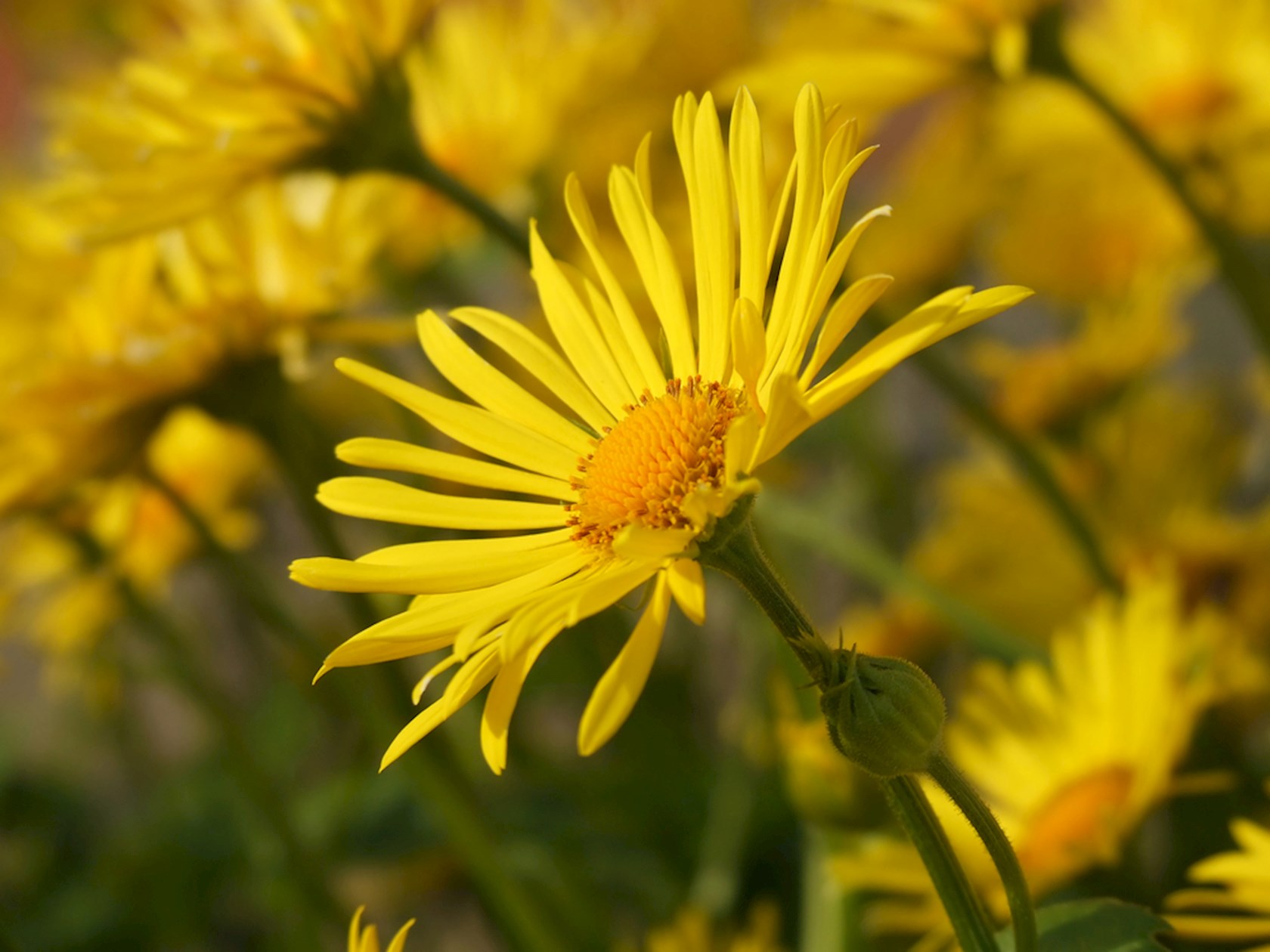 Plantenfiche-Doronicum-orientale