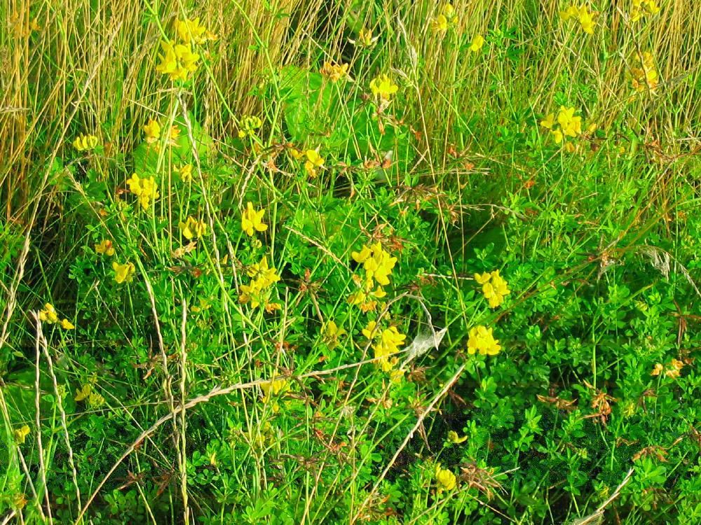 Plantenfiche-Lotus-corniculatus