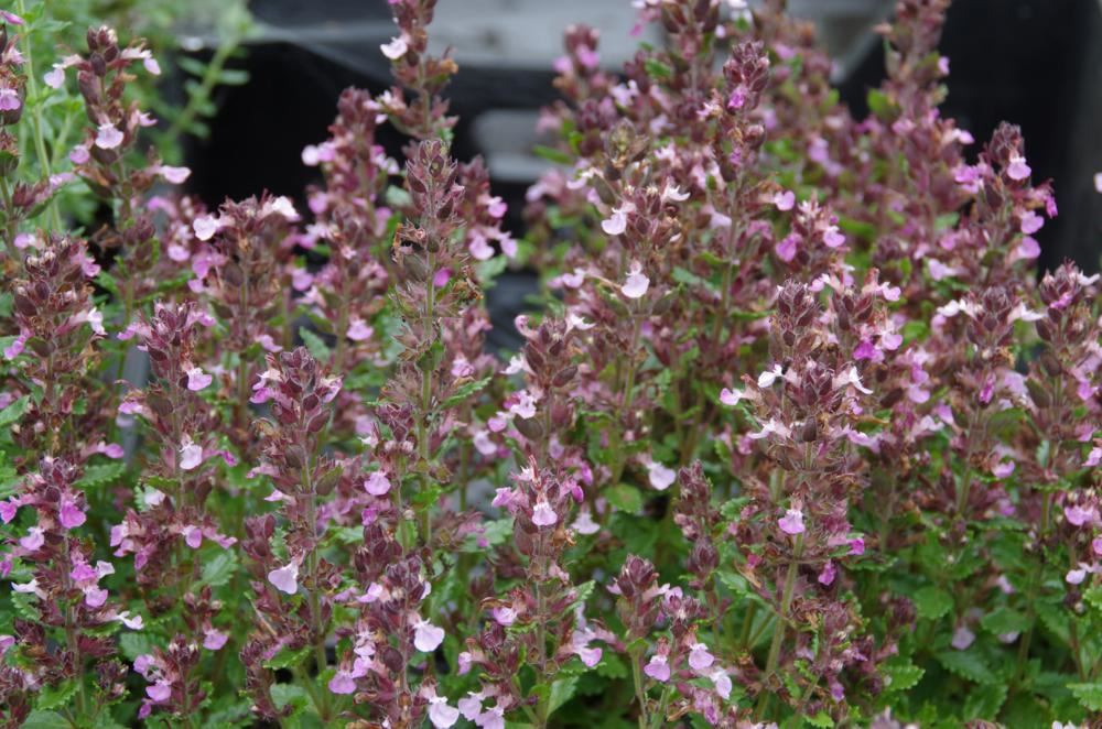 Plantenfiche-Teucrium-x-lucidrys