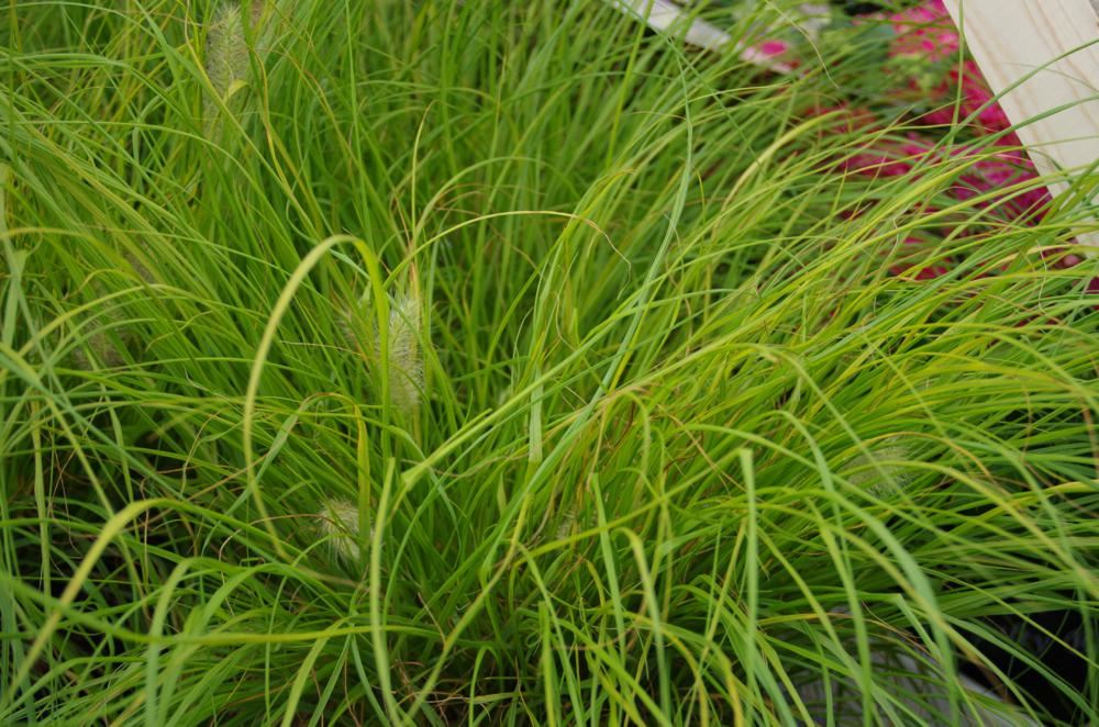 Plantenfiche-Pennisetum-alopecuroides-JS-Jommenik-