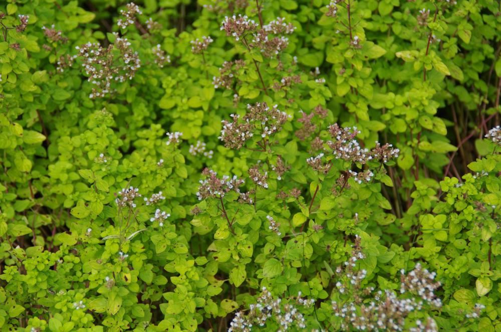 Plantenfiche-Origanum-vulgare-Aureum-