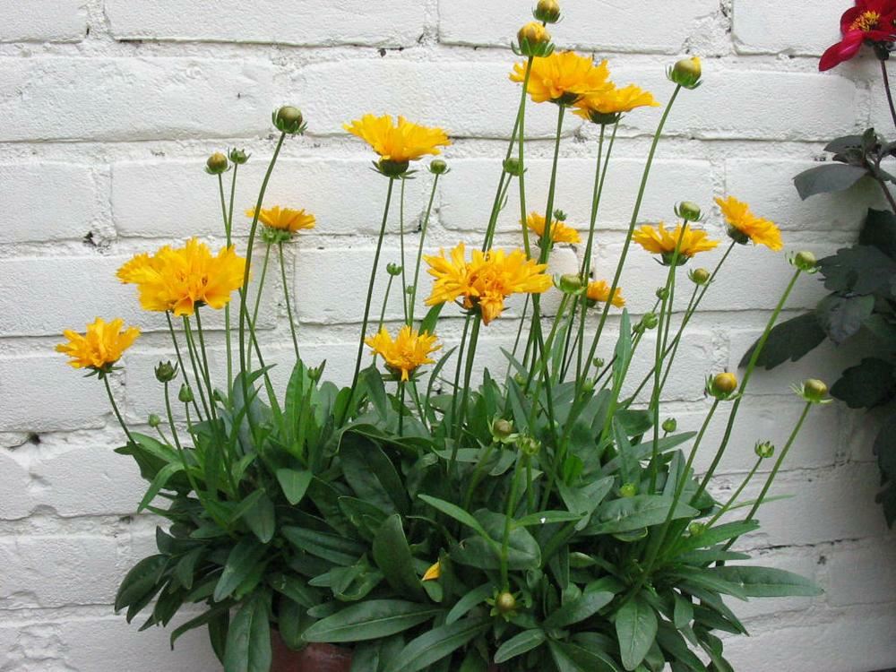 Plantenfiche-Coreopsis-grandiflora-Early-Sunrise-