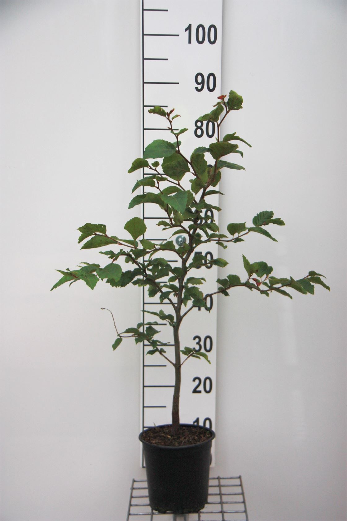 Fagus sylvatica - pot - 60-80 cm