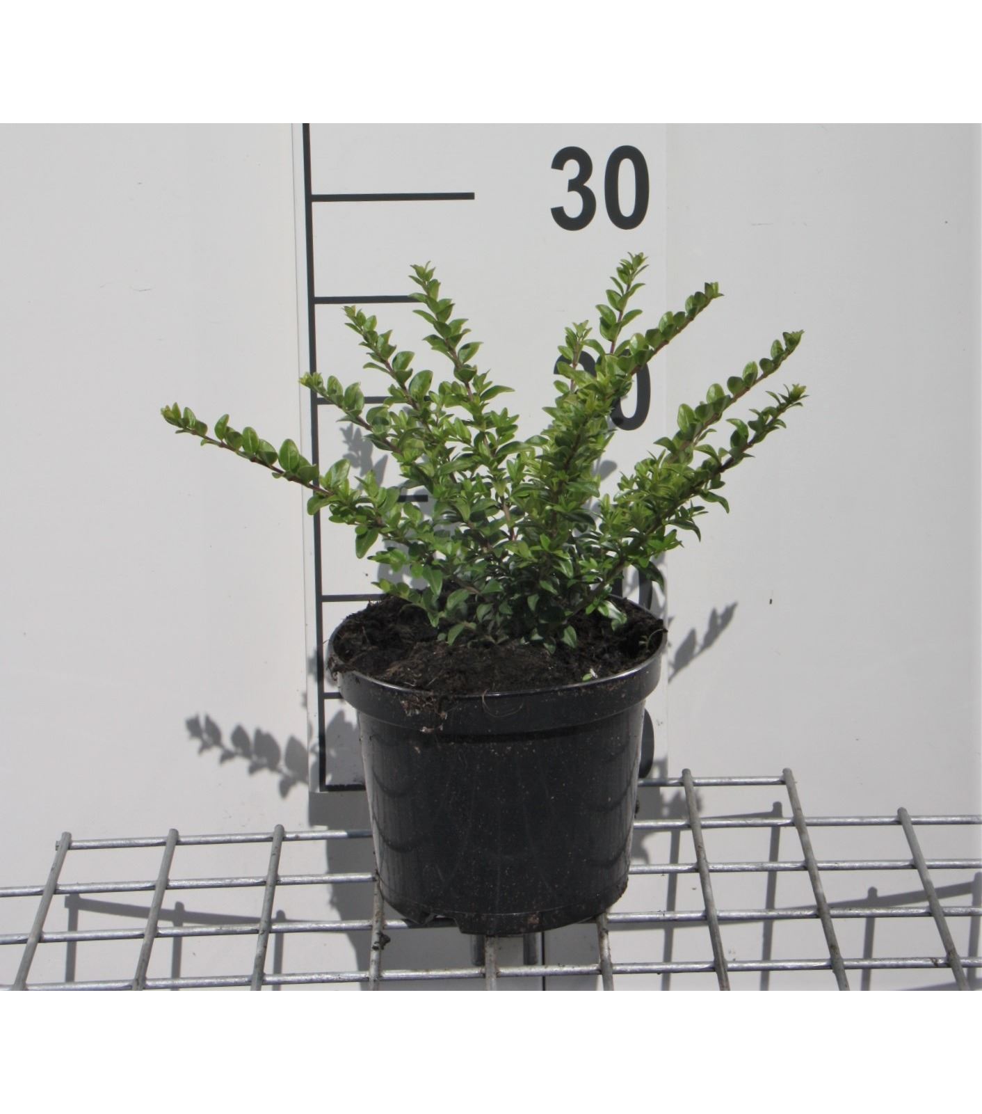 Lonicera nitida 'Maigrün' - pot 1,3L - 25-30 cm