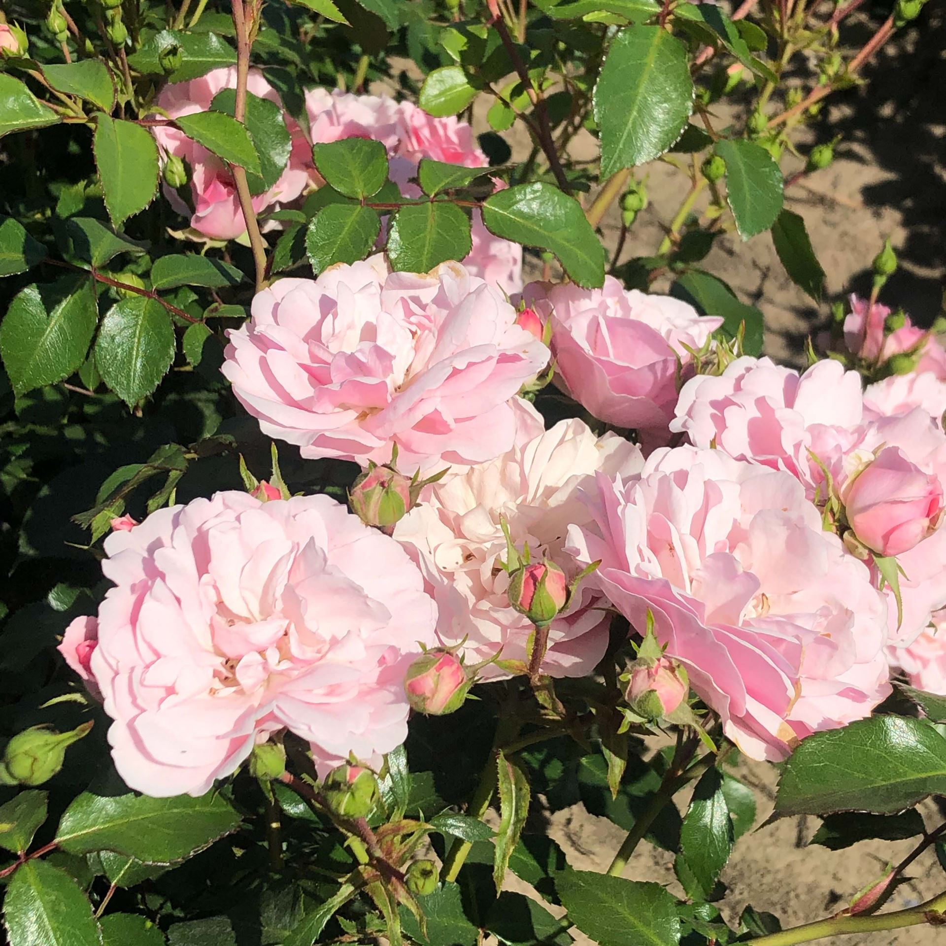 Rosa 'Meidomonac' (Bonica 82) - pot