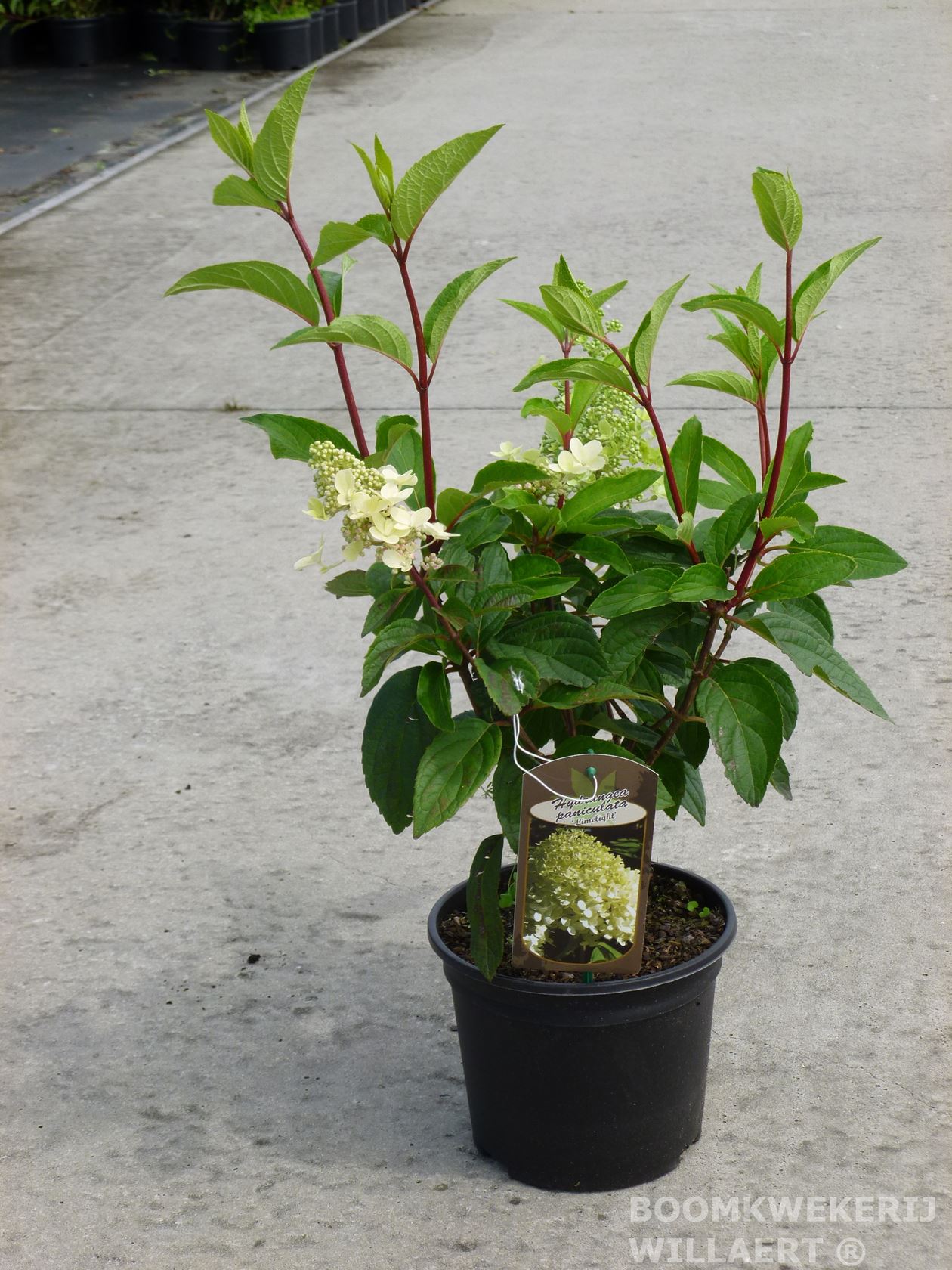 Hydrangea paniculata 'Limelight' - pot - 30-50 cm