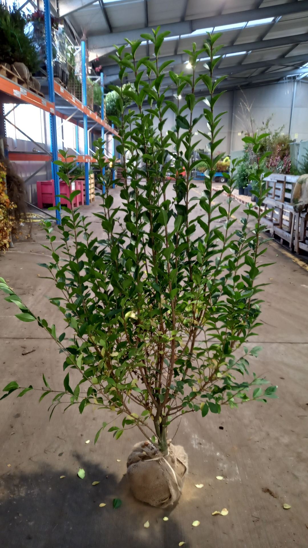 Ligustrum ovalifolium - clod of earth - 125-150 cm