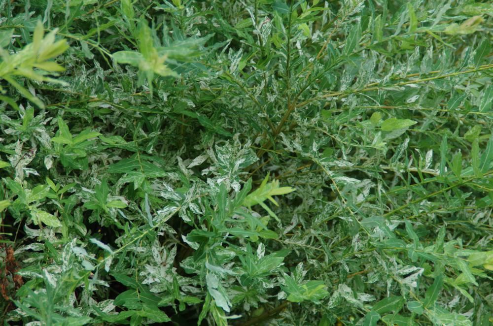 Plantenfiche-Salix-integra-Hakuro-nishiki-