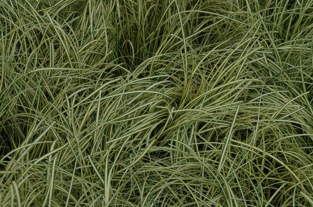 Plantenfiche-Carex-oshimensis-Evergold-