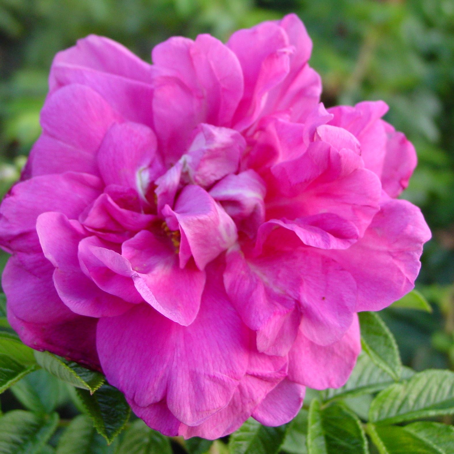 Rosa 'Hansa' - pot