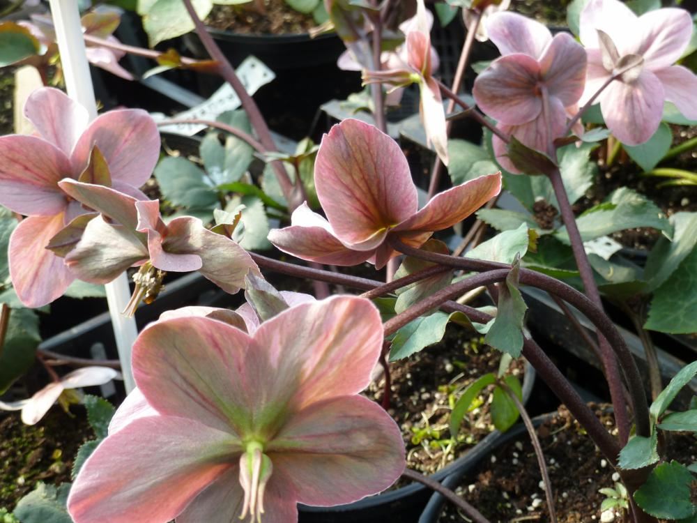 Plantenfiche-Helleborus-Pirouette-