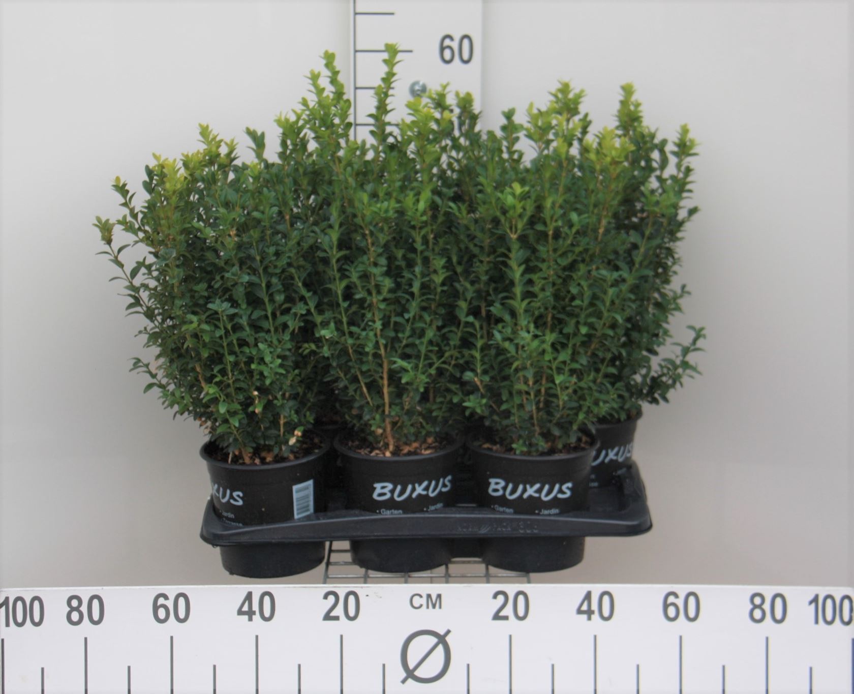 Buxus sempervirens - pot - 30-40 cm - struik