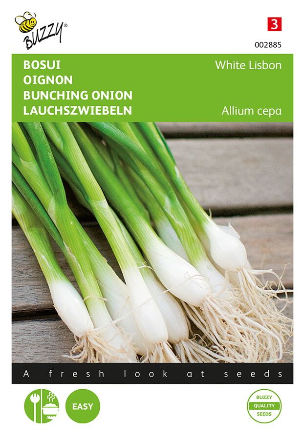 Wood onion White Lisbon