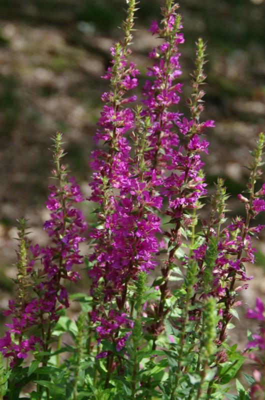 Plantenfiche-Lythrum-salicaria-Robert-