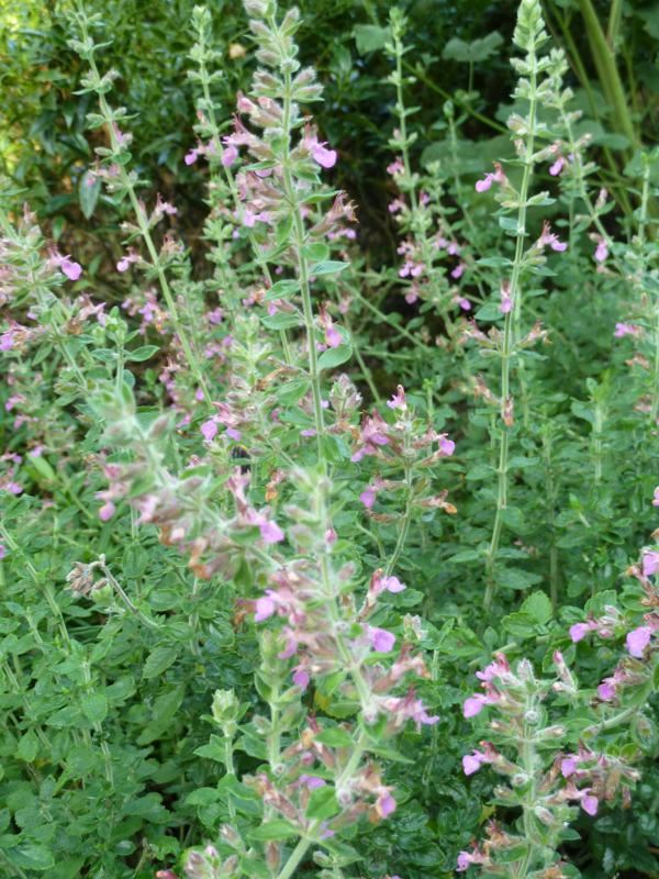 Plantenfiche-Teucrium-x-lucidrys