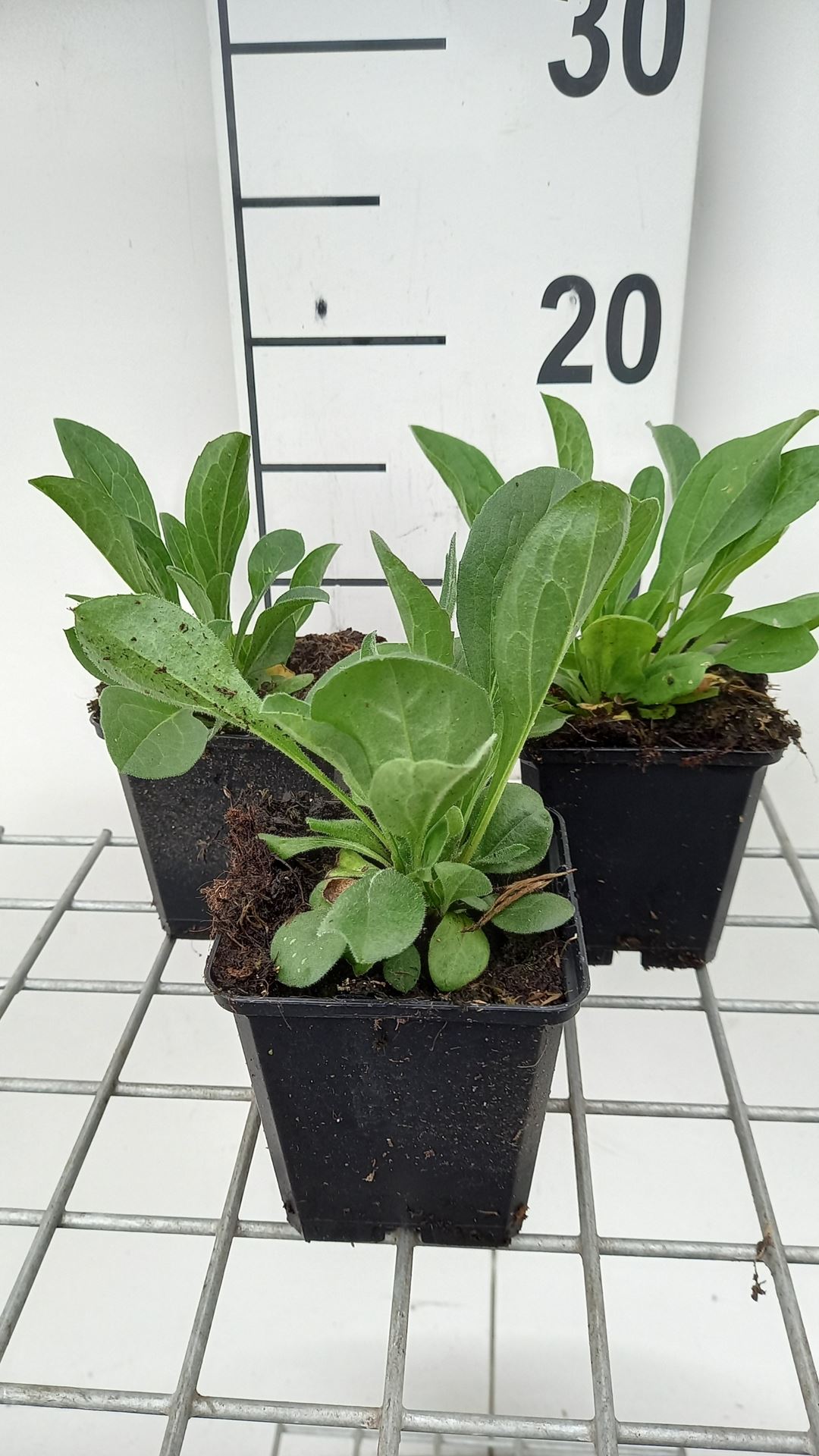 Aster amellus 'Rudolf Goethe' - pot 9x9 cm