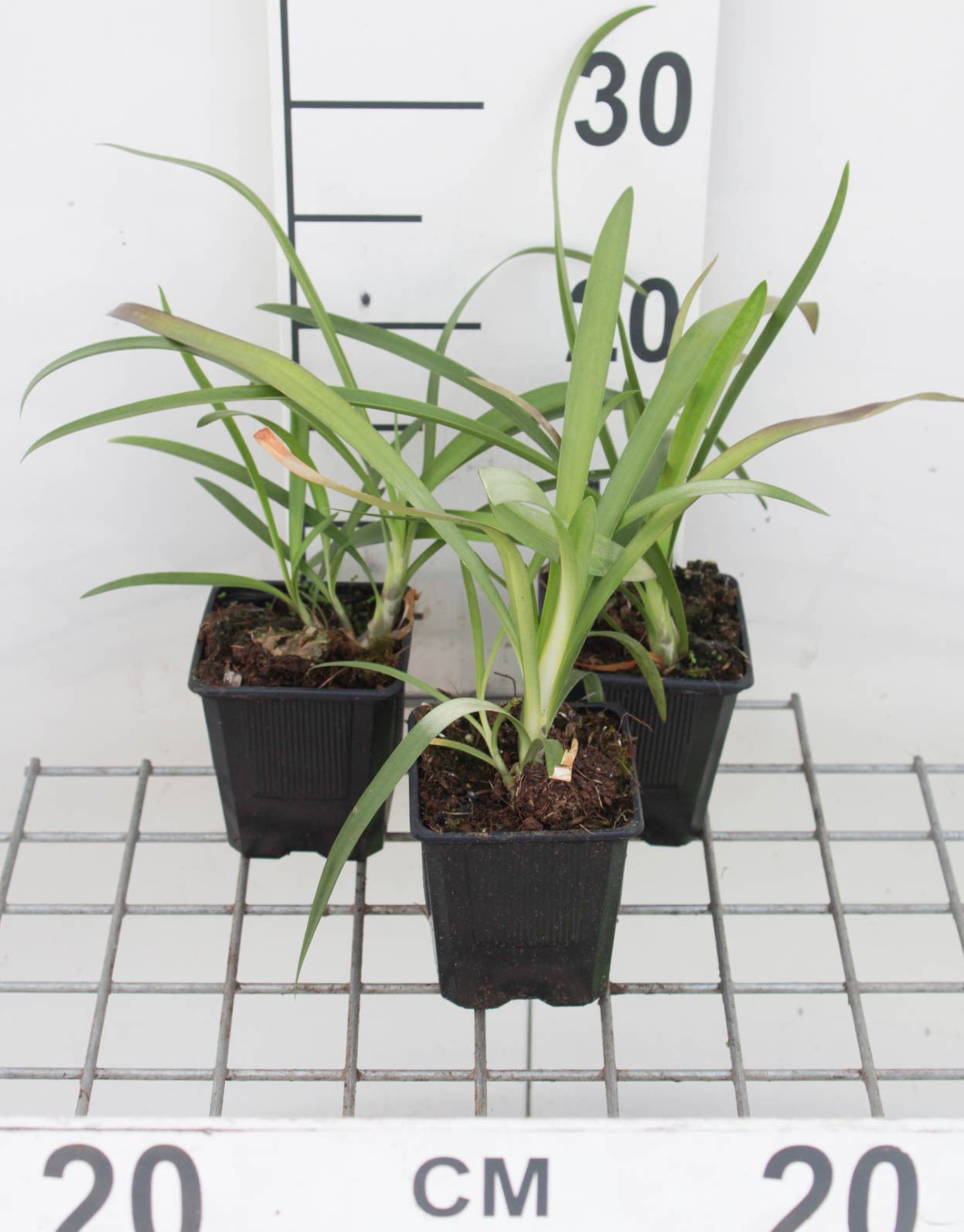 Agapanthus africanus - pot 9x9 cm