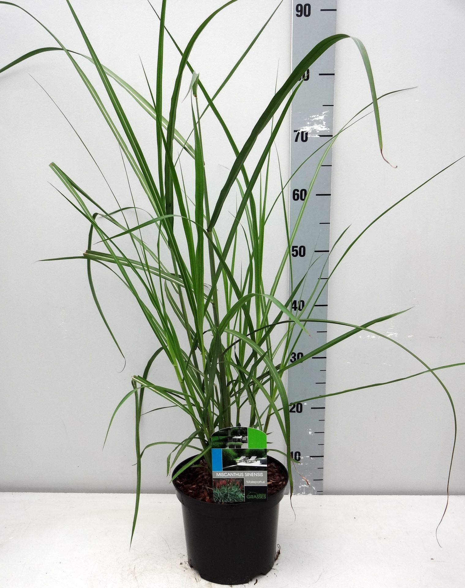 Miscanthus sinensis 'Malepartus' - pot 3L