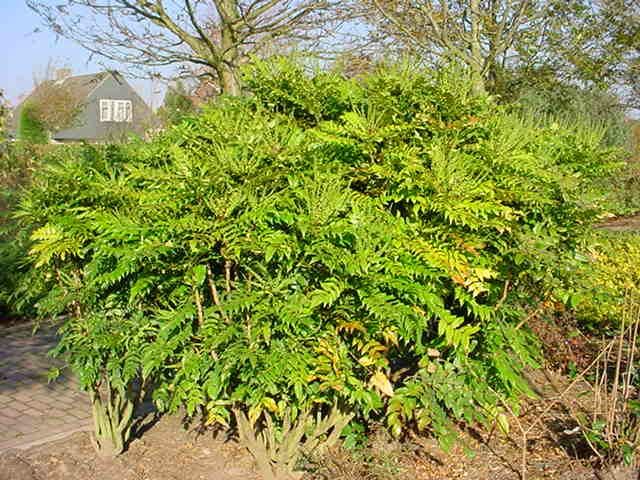 Plantenfiche-Mahonia-x-media-Winter-Sun-